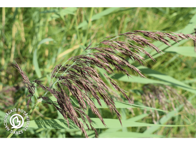 Phragmites australis